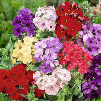 Phlox Drummondii Gemischt Blumensamen