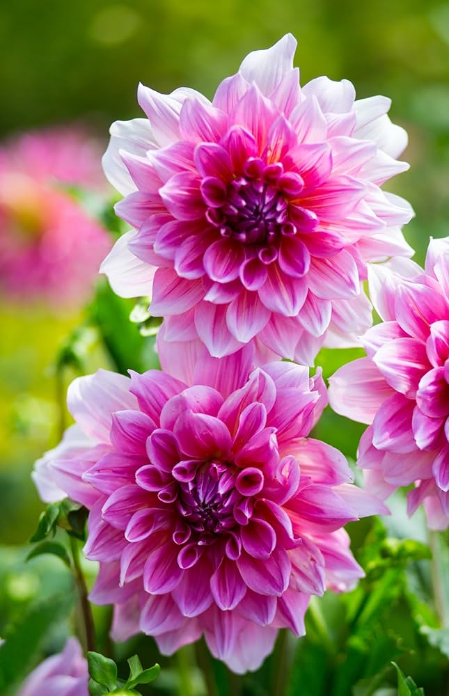 Tango Gemischt Blumensamen zur Aussaat