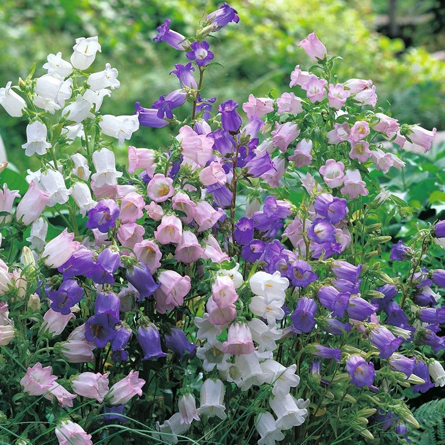 Campanula Bellflower Samen