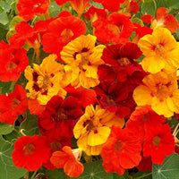 Nasturtium blume samen for bright, edible blooms