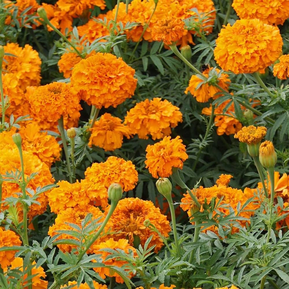 Studentenblume Orange Tagetes erecta Blumensamen zur Aussaat Blume Beet