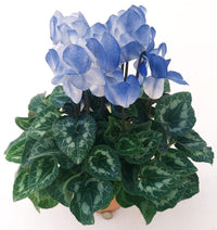 Blau (blau weiß) samen for anpflanzung in home garten