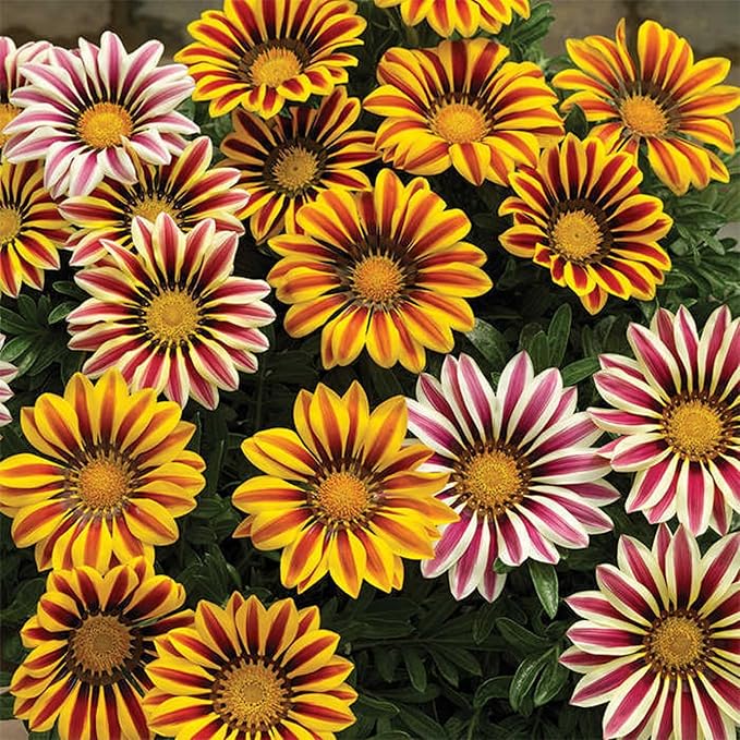 Mittagsgold Blumensamen – Wholesale – selten Pflanzen – Bonsai biologisch Samen