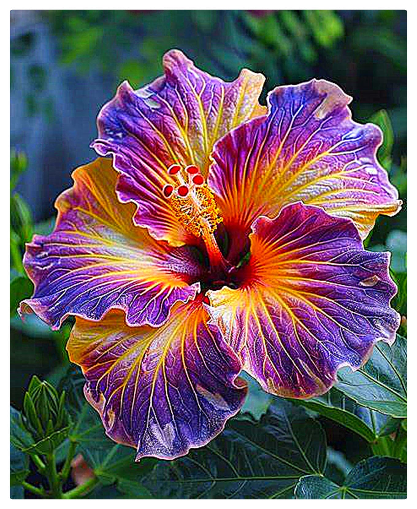 riesig Hibiskus Blumensamen zur Aussaat saisonal Dauerblüher Traditionssorte & ohne Gentechnik Samen Hausgarten