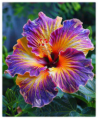 riesig Hibiskus Blumensamen zur Aussaat saisonal Dauerblüher Traditionssorte & ohne Gentechnik Samen Hausgarten