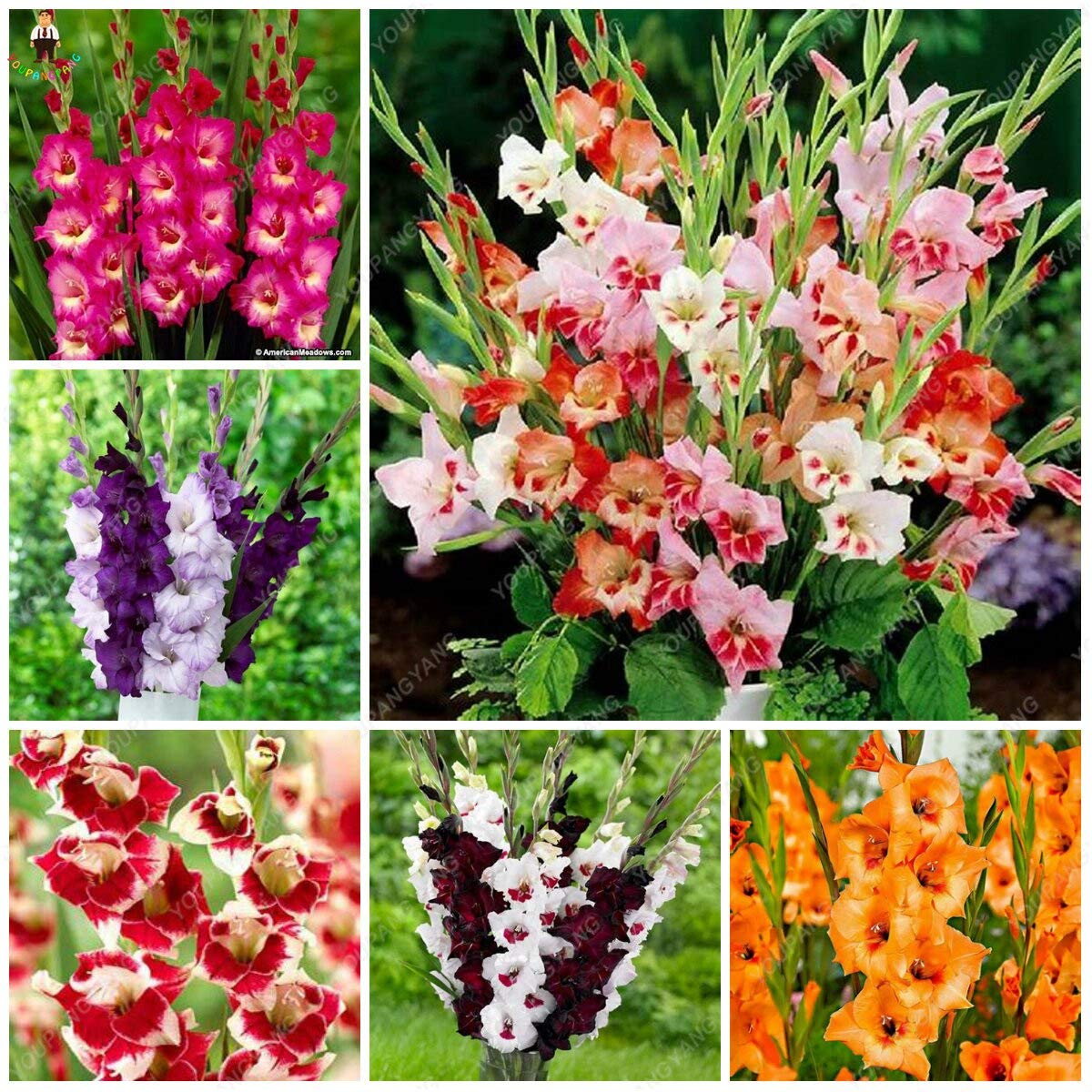klein Rosa Rot Gladiole Blumensamen zur Aussaat lang Blüte Saison Traditionssorte & ohne Gentechnik Samen Hausgarten