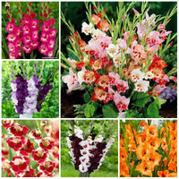 klein Rosa Rot Gladiole Blumensamen zur Aussaat lang Blüte Saison Traditionssorte & ohne Gentechnik Samen Hausgarten