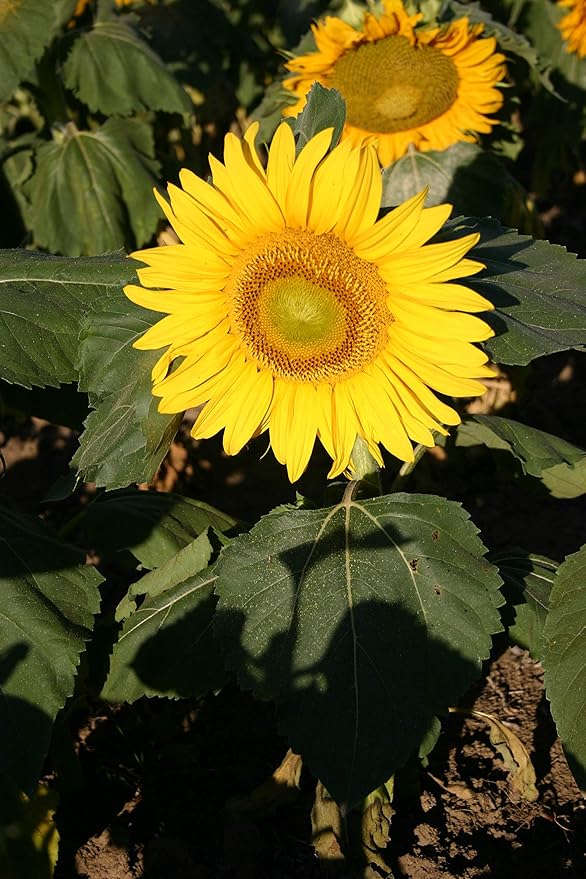 Traditionssorte Sonnenblume "Zwerg Sunspot" Samen kompakt – leuchtend Blüten