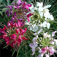 Cleome queen blume samen for vibrant blooms