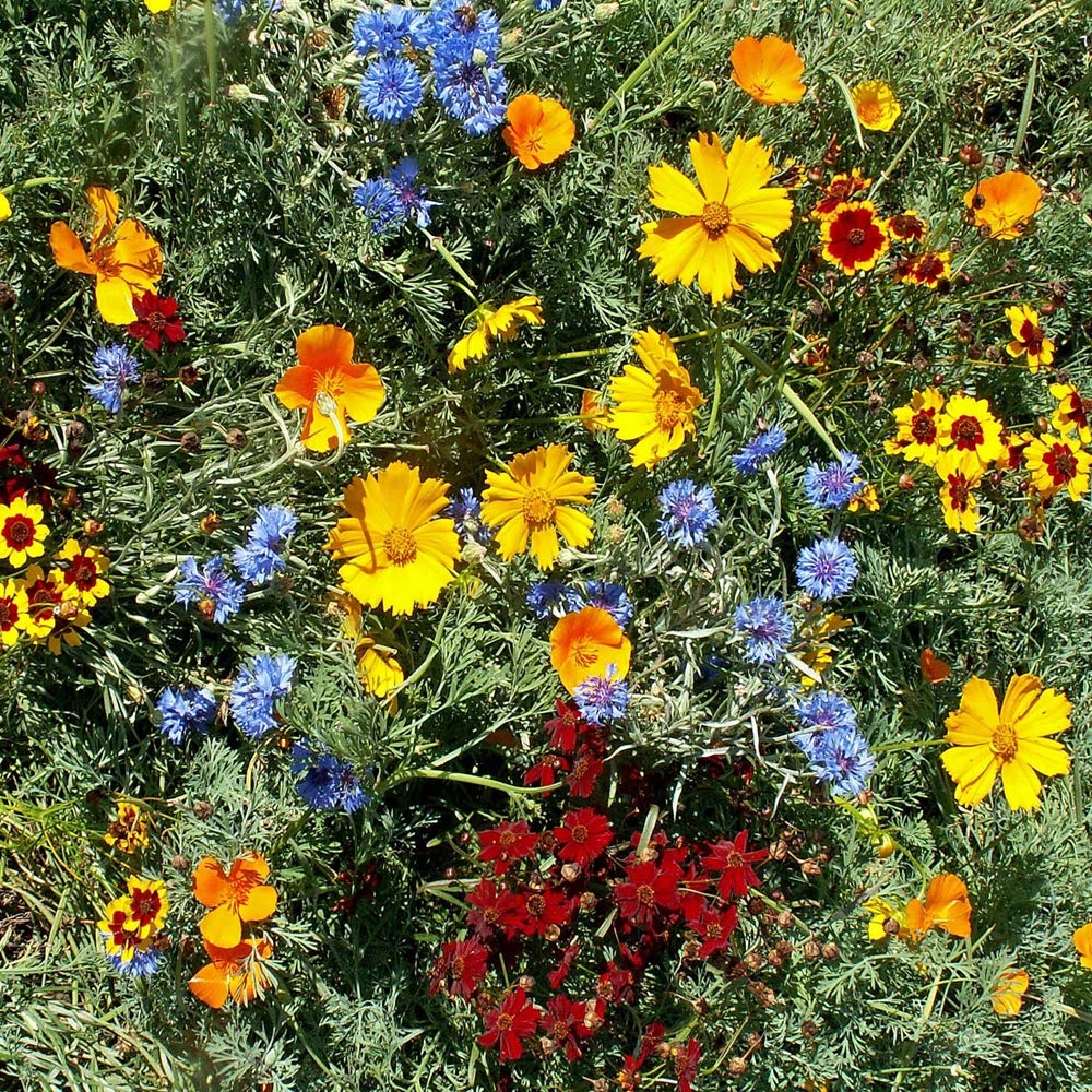 Florida & gulf coast wildflower samen for anpflanzung in garten