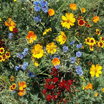 Florida & gulf coast wildflower samen for anpflanzung in garten