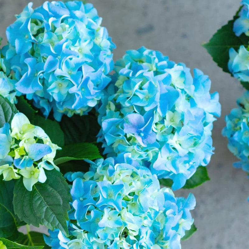 Sea blau hydrangea blume samen for anpflanzung seasonal bloomer heirloom & gmo free samen for home garten 
 
 sale samen for home garten anpflanzung