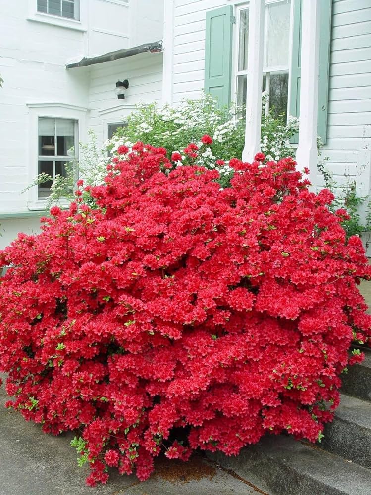 Premium rot azalea samen for anpflanzung blume