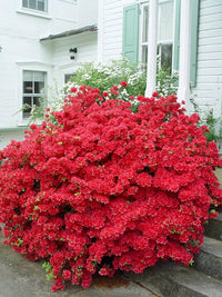 Premium rot azalea samen for anpflanzung blume