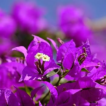 dunkel Violett Drillingsblume Blumensamen zur Aussaat – robust Sorte Traditionssorte & ohne Gentechnik Samen Hausgarten