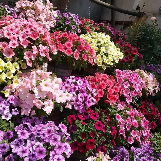 Petunie Petunie spp. Samen zur Aussaat Blume Beet & Garten
