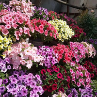 Petunie Petunie spp. Samen zur Aussaat Blume Beet & Garten