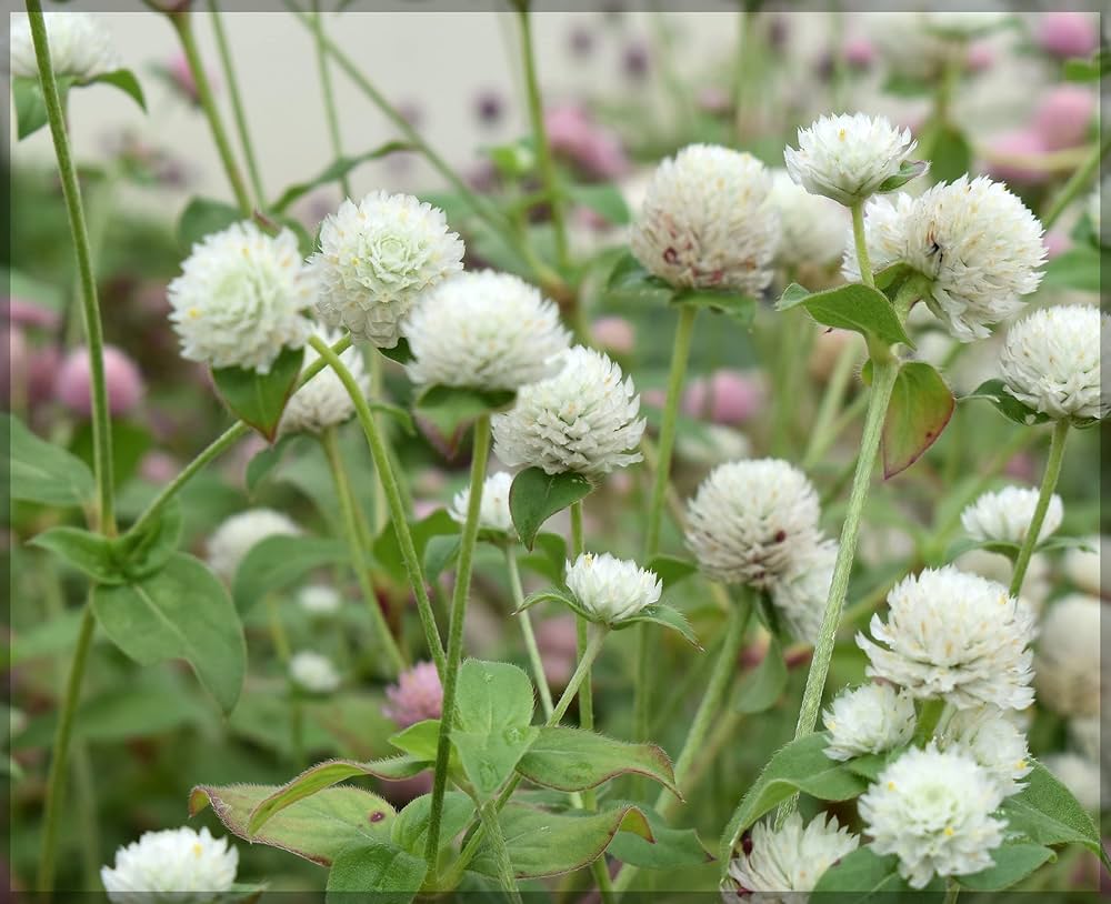 Gomphrena buddy cissy blume samen for dried floral use