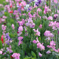 Sweet pea lathyrus odoratus for anpflanzung in blume bed