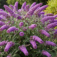 Blau Sommerflieder Blumensamen zur Aussaat saisonal Dauerblüher Traditionssorte & ohne Gentechnik Samen Hausgarten