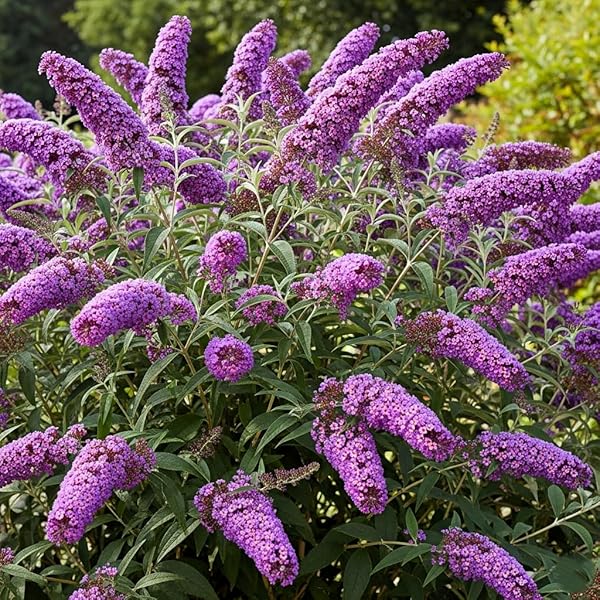Creme Sommerflieder Blumensamen zur Aussaat – Anzucht – Traditionssorte & ohne Gentechnik Samen Hausgarten