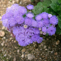 Mistflower Conoclinium coelestinum Native Wildblume Samen zur Aussaat Garten und Wildblume Patch