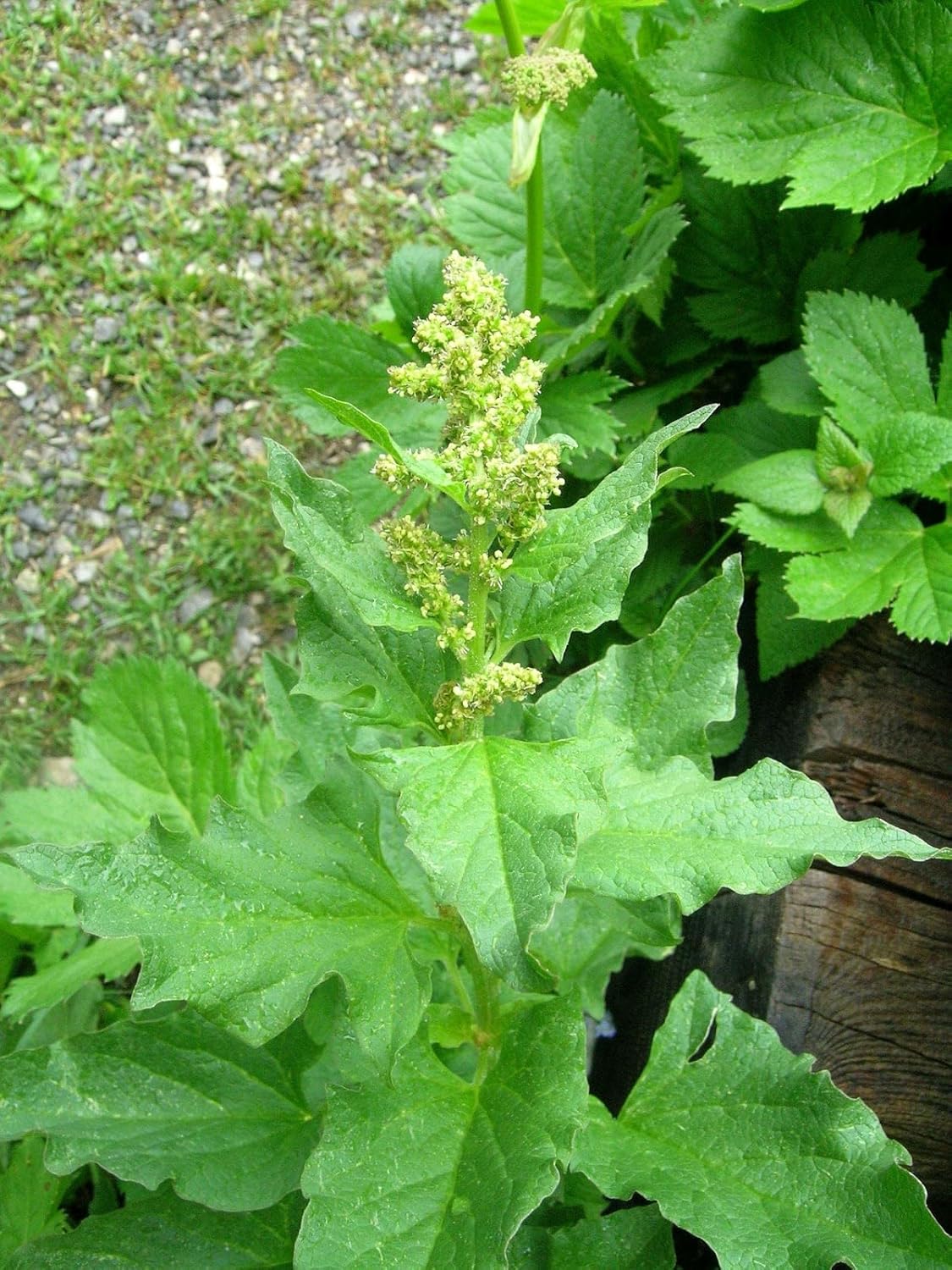 King henry blume samen for anpflanzung - shade tolerant, heirloom & gmo free samen for home garten
 
 sale samen for anpflanzung in home garten