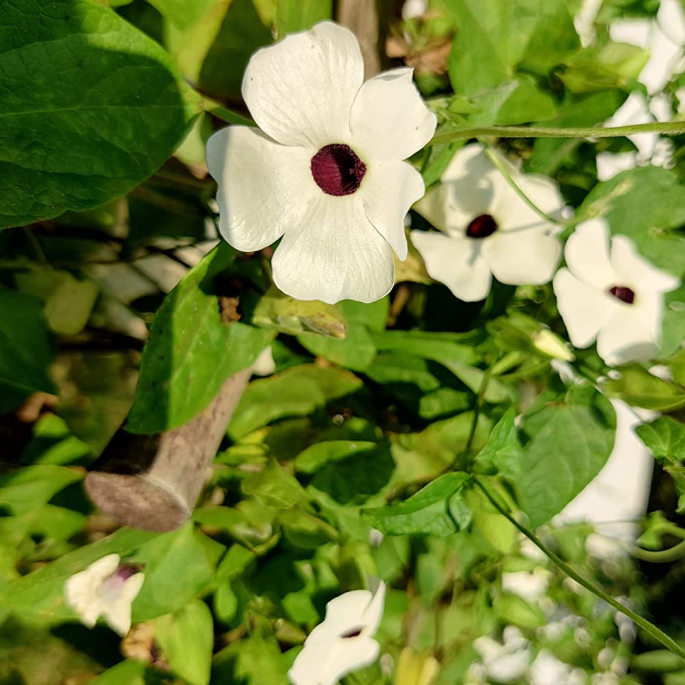 Thunbergia Blumensamen leuchtend Garten Aussaat