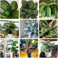 Mixed calathea blume samen for anpflanzung - drought tolerant, heirloom & gmo free samen for home garten
 
 sale for anpflanzung in home garten