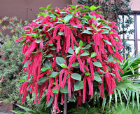 Rosa Acalypha Chenille Blumensamen zur Aussaat – Bestäuber freundlich – Traditionssorte & ohne Gentechnik Samen Hausgarten