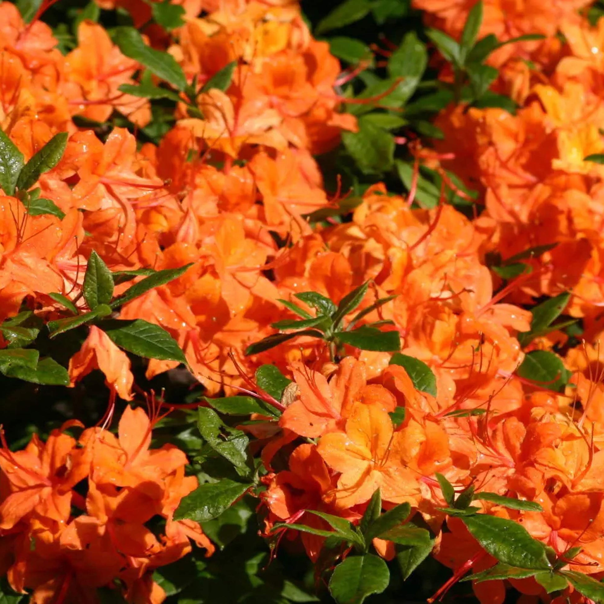 Azalee Blumensamen zur Aussaat leuchtend Traditionssorte & ohne Gentechnik Samen Hausgarten