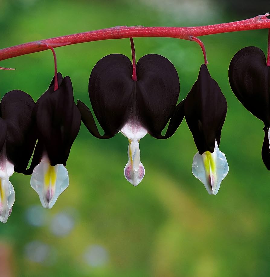 Dicentra Spectabilis Dicentra spectabilis Blumensamen zur Aussaat Blume Beet