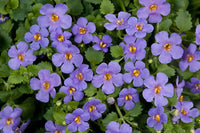 Weiß Bacopa Utopia Blumensamen zur Aussaat – leuchtend – Traditionssorte & ohne Gentechnik Samen Hausgarten