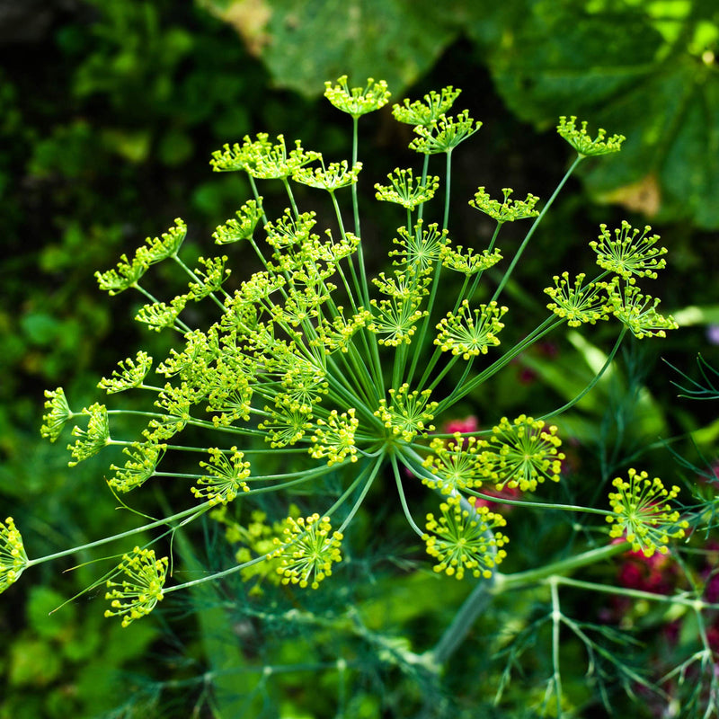 Anethum graveolens samen blume samen for anpflanzung - bright blooms, heirloom & gmo free samen for home garten
sale for anpflanzung in home garten.