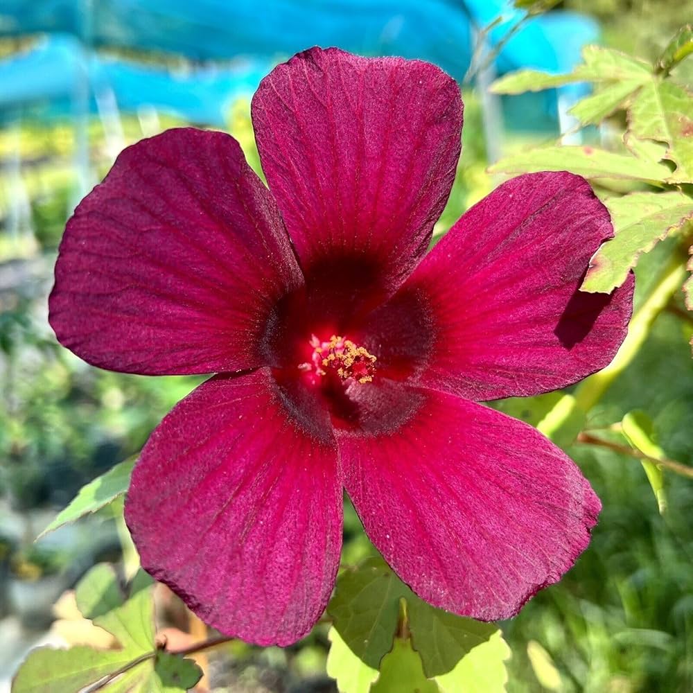 Roselle Hibiskus Sabdariffa Blumensamen zur Aussaat – Schnitt Blume beliebt – Traditionssorte & ohne Gentechnik Samen Hausgarten