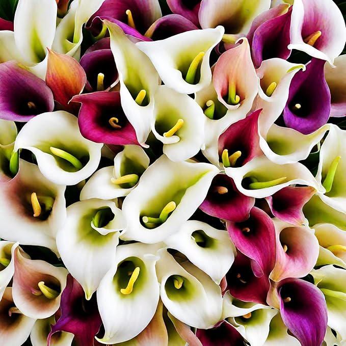 Lilie Lilium spp Blumensamen zur Aussaat Blume Beet