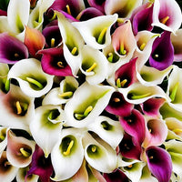 Lilie Lilium spp Blumensamen zur Aussaat Blume Beet