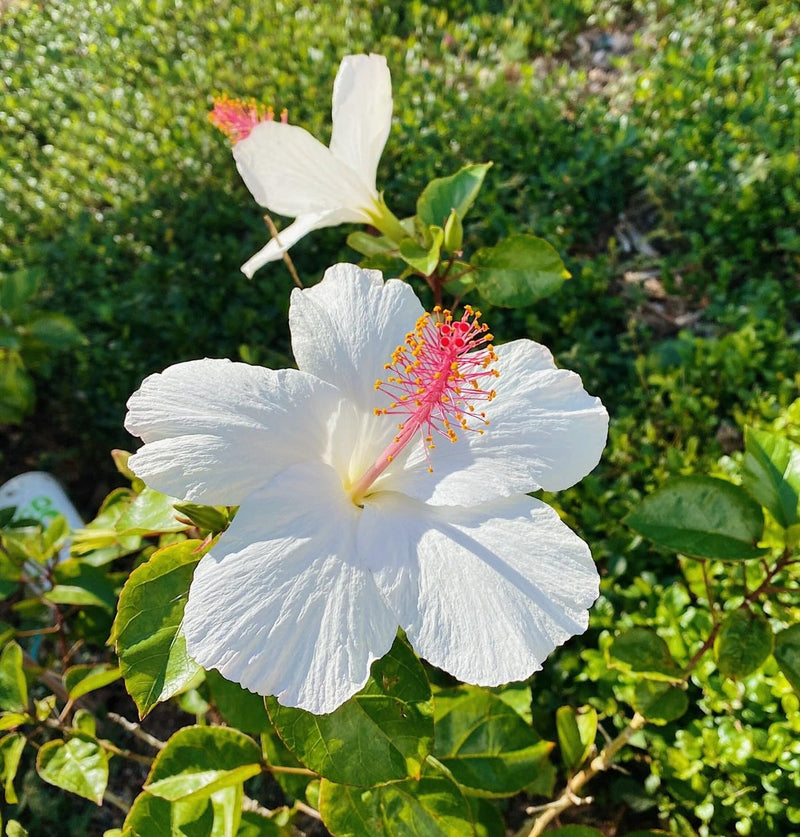 Weiß (weiß hibiscus) samen for anpflanzung in home garten