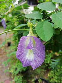 Lavendel Campanula Punctata Samen – Traditionssorte Bellflower mehrjährige Blüten