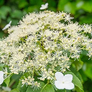 Hydrangea bonsai samen for vibrant home garten blooms