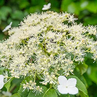 Hydrangea bonsai samen for vibrant home garten blooms