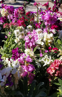 Matthiola incana multi-colour blume samen for anpflanzung - vibrant colors, heirloom & gmo free samen for home garten
 
 sale samen for anpflanzung in home garten