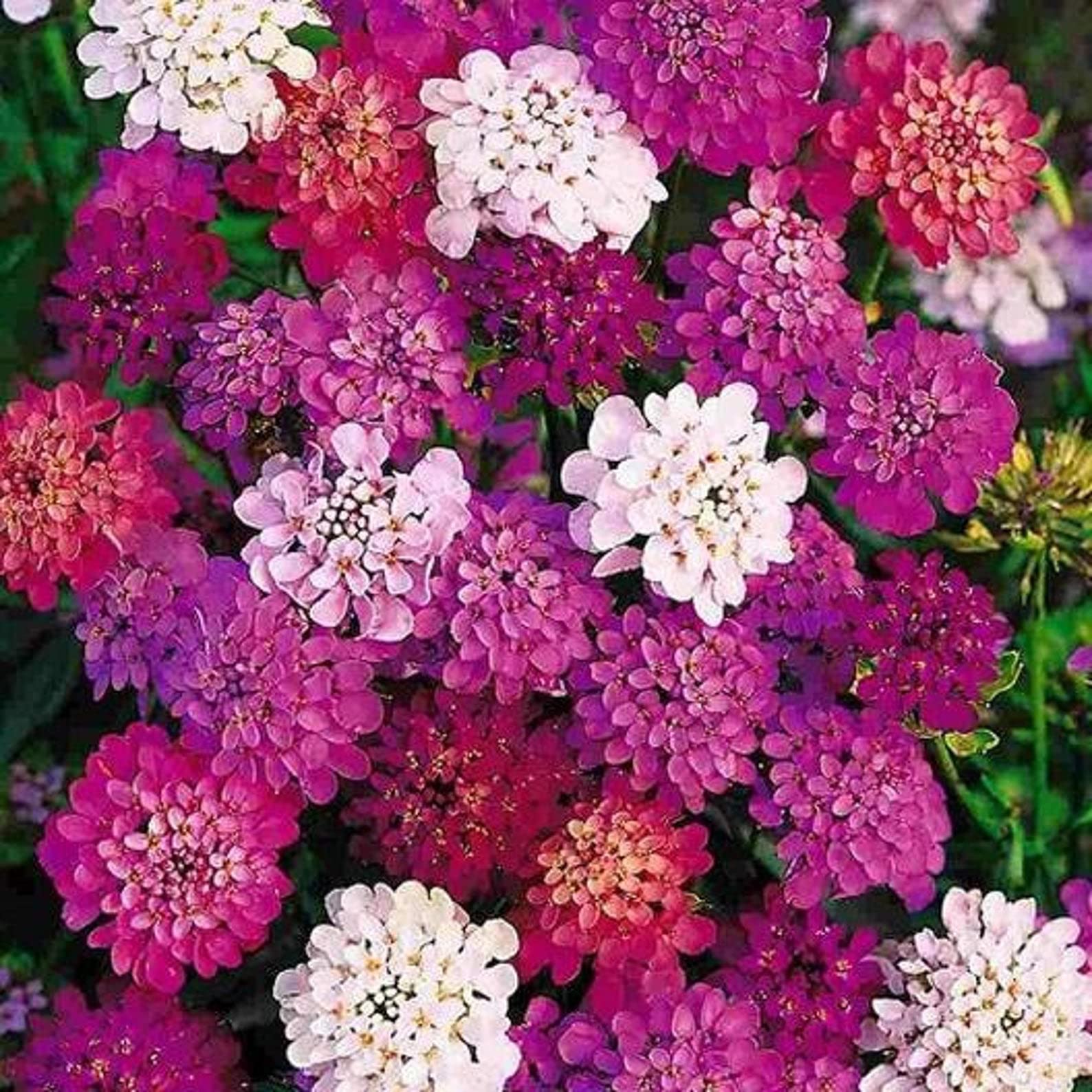 Fairyland candytuft iberis umbellata for anpflanzung in blume bed