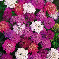 Fairyland candytuft iberis umbellata for anpflanzung in blume bed