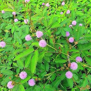 Weiß Violett Springkraut Blumensamen zur Aussaat – duftend Blüten Traditionssorte & ohne Gentechnik Samen Hausgarten