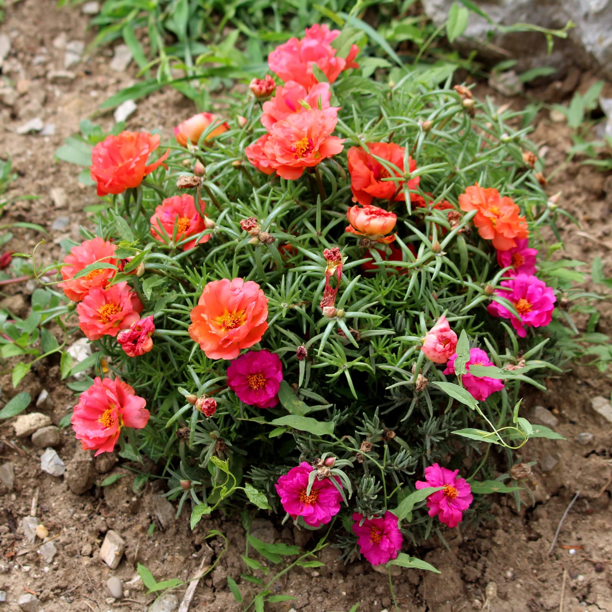 Gemischt Portulaca Samen – Bonsai & Balcony Garten Blume