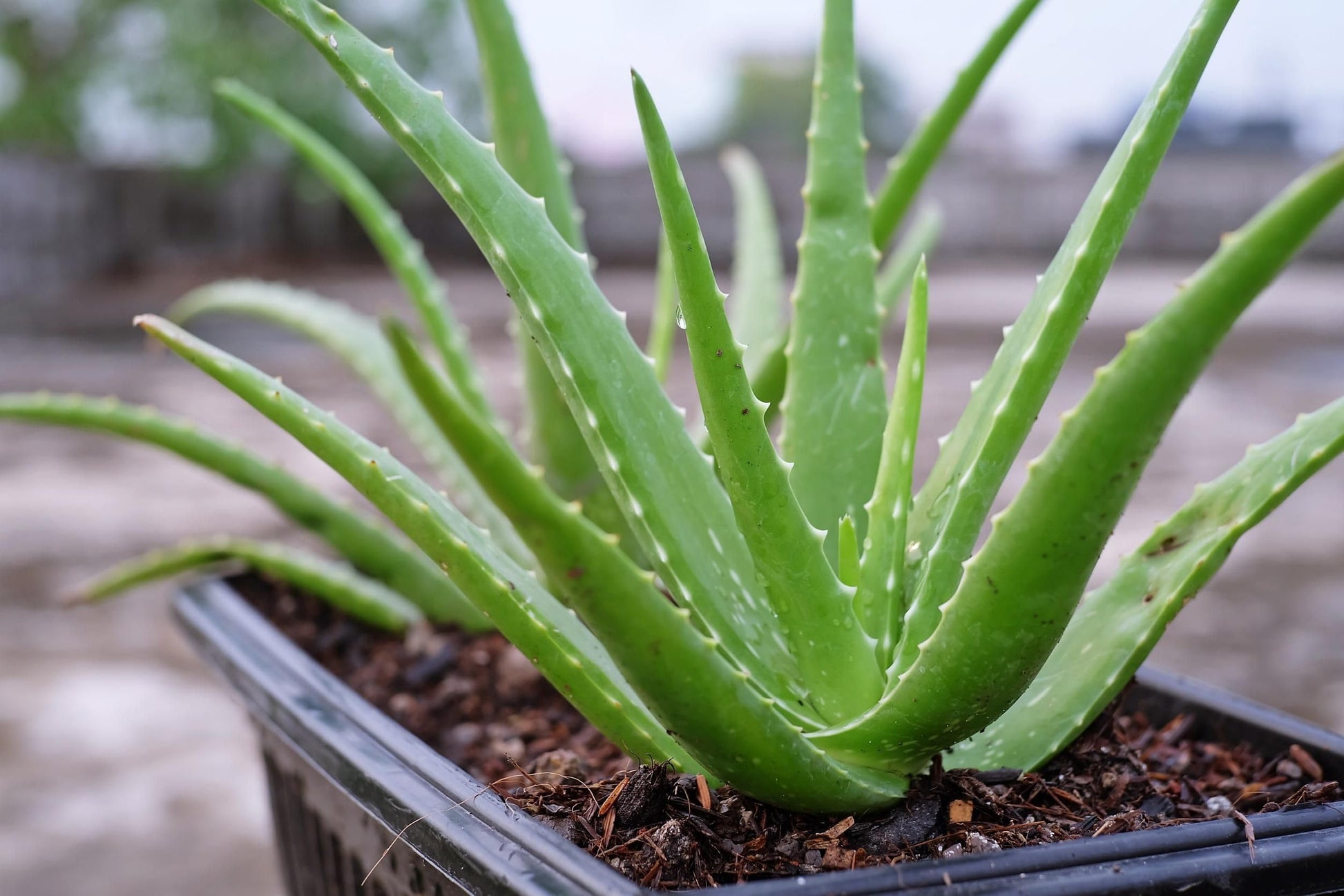 Grün Aloe Vera zur Aussaat Garten beliebt Traditionssorte & ohne Gentechnik Samen Hausgarten