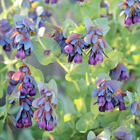 Shrimp Pflanze Justicia brandegeeana Samen zur Aussaat Blume Border und Balcony Garten