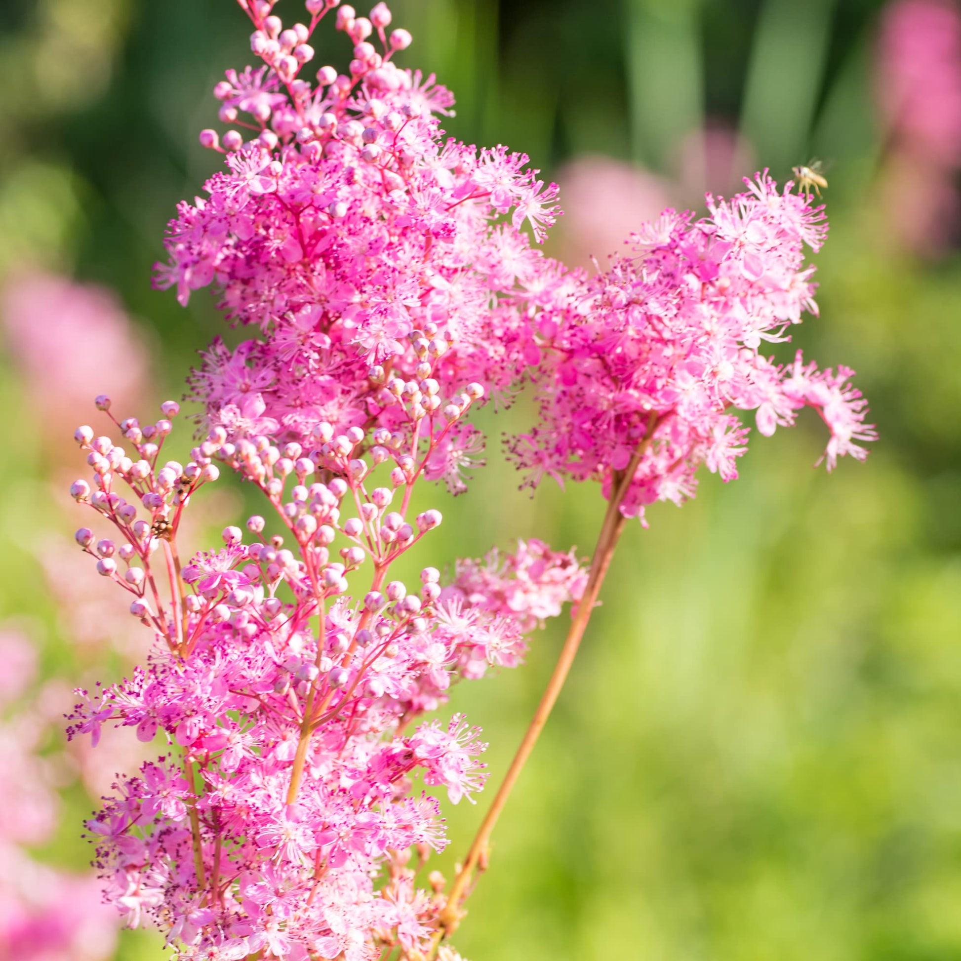 Queen the Prairie Wildblume Samen Native Garten Schönheit