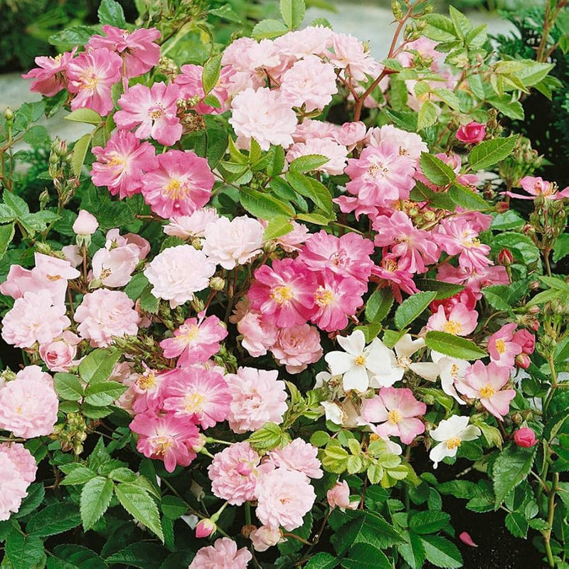 Rosa chinensis blume samen